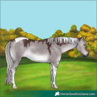 Horse Color:Gray Platinum Chocolate Silver Buckskin Dun Tobiano