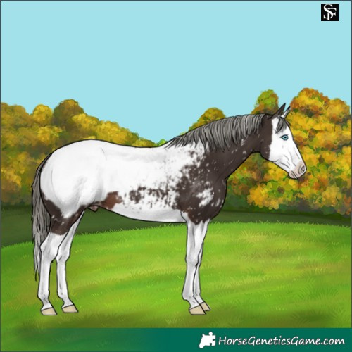 Horse Color:Liver Chestnut Mushroom Splash Snowcap