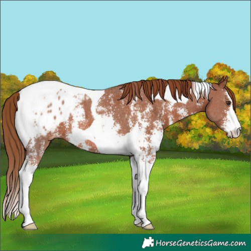 Horse Color:Chestnut Sabino Tobiano Appaloosa 