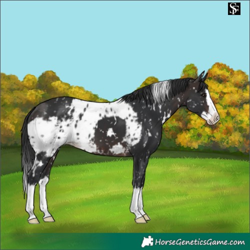 Horse Color:White Spotted Brown Mushroom Splash Skewed LP Spotted 