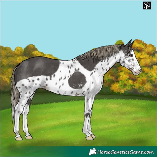 Horse Color:Liver Chestnut Mushroom Sabino Splash Skewed LP Spotted