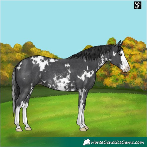 Horse Color:White Spotted Black Mushroom Sabino Splash Skewed LP Spotted