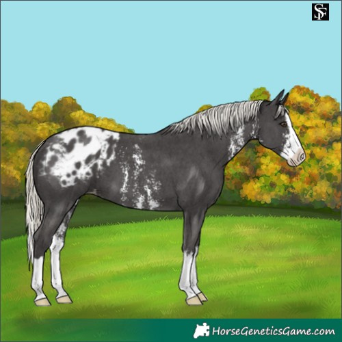 Horse Color:Liver Chestnut Mushroom Sabino Splash Blanket