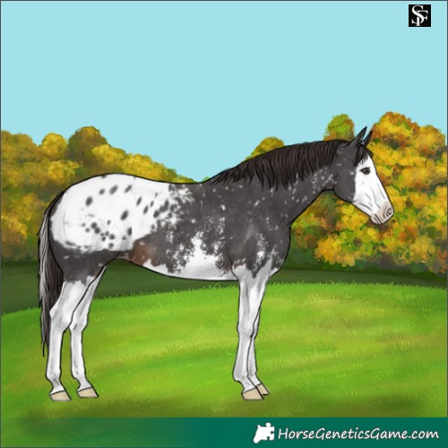 Horse Color:Liver Chestnut Sabino Splash Blanket 