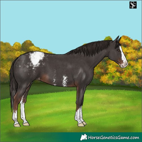 Horse Color:Liver Chestnut Sabino Splash Snowcap 
