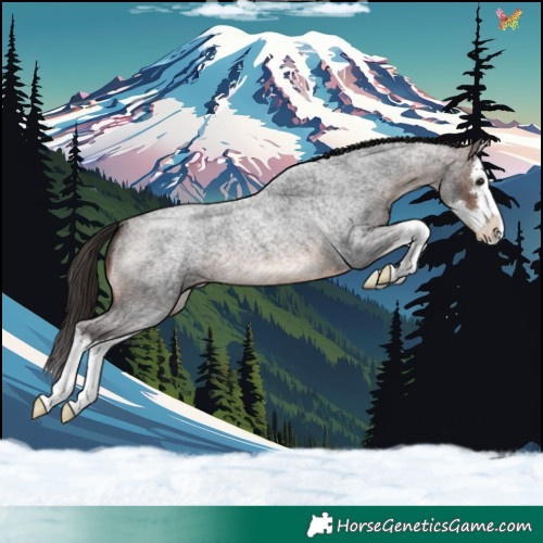 Horse Color:Brown Roan Splash 