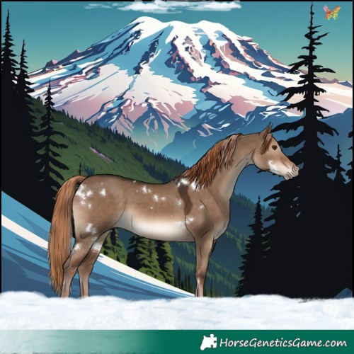 Horse Color:White Spotted Liver Red Dun Rabicano