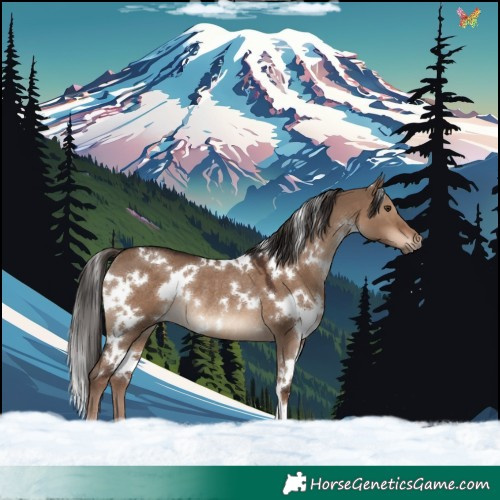Horse Color:White Spotted Liver Red Dun Rabicano