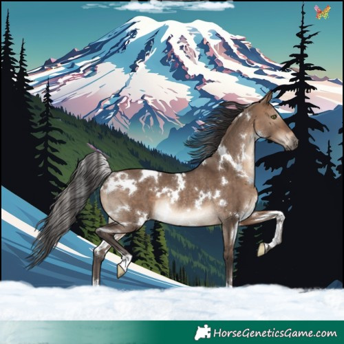 Horse Color:White Spotted Brown Dun Rabicano 