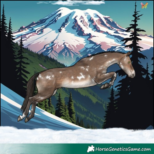 Horse Color:White Spotted Brown Dun Rabicano