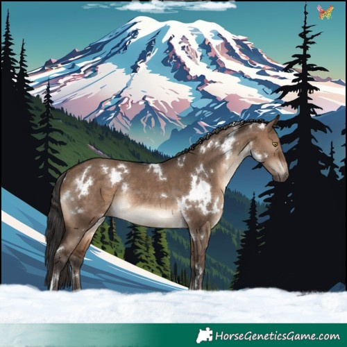 Horse Color:White Spotted Brown Dun Rabicano 