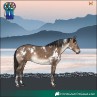 Horse Color:White Spotted Brown Dun Rabicano