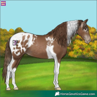 Horse Color:Gray Black Pearl Tobiano Blanket 