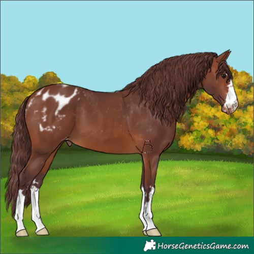 Horse Color:Chocolate Brown Appaloosa 