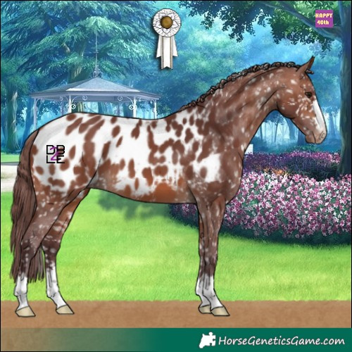 Horse Color:Chocolate Brown Appaloosa 