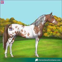 Horse Color:White Spotted Brown Pearl Tobiano Blanket