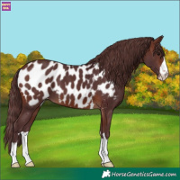 Horse Color:Chocolate Brown Blanket