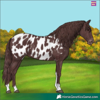 Horse Color:Chocolate Black Tobiano Blanket 