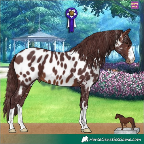 Horse Color:Chocolate Brown Appaloosa 