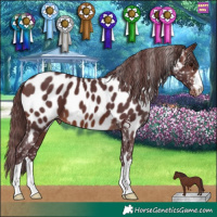 Horse Color:Chocolate Brown Appaloosa