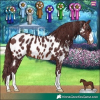 Horse Color:Chocolate Brown Appaloosa 