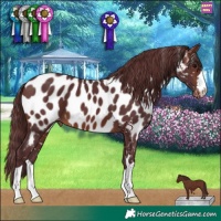 Horse Color:Chocolate Brown Appaloosa 