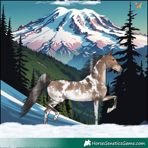 Horse Color:White Spotted Brown Dun Rabicano 