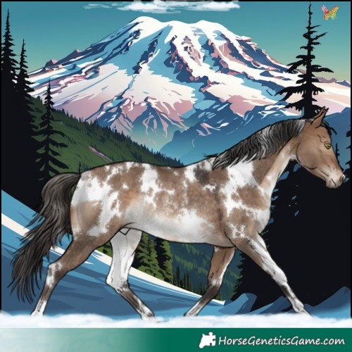 Horse Color:White Spotted Brown Dun Rabicano 