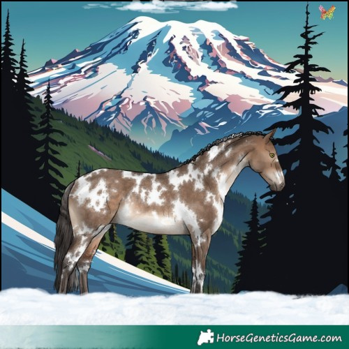 Horse Color:White Spotted Brown Dun Rabicano
