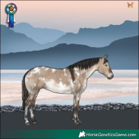Horse Color:White Spotted Brown Dun