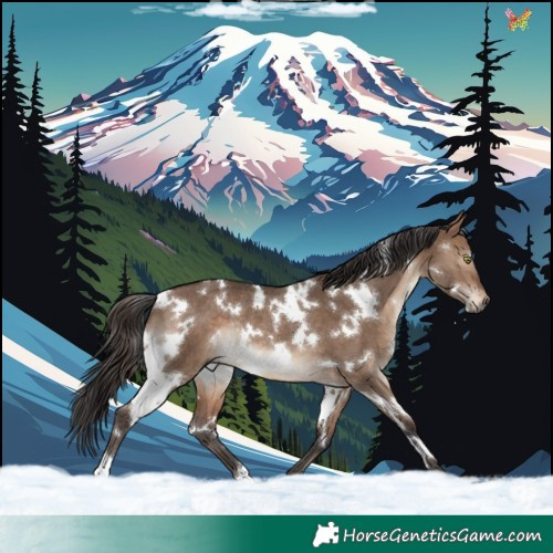 Horse Color:White Spotted Brown Dun Rabicano