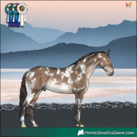 Horse Color:White Spotted Brown Dun Rabicano