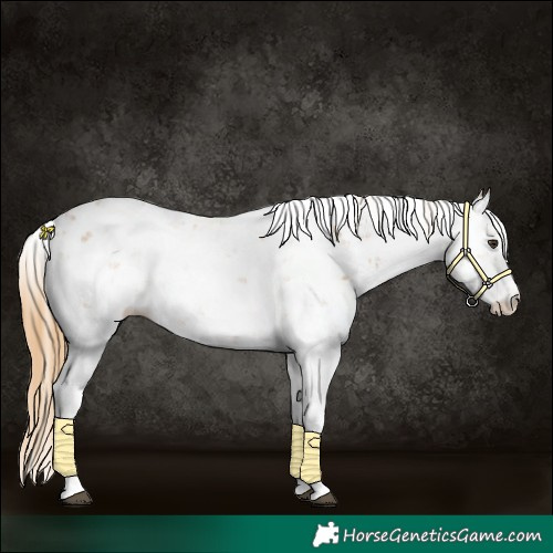Horse Color:Chestnut Sabino