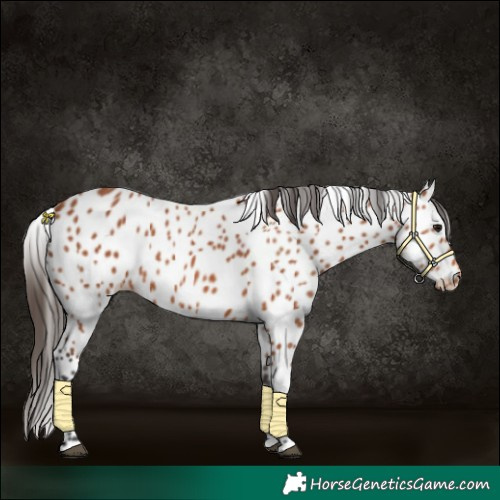 Horse Color:Bay Appaloosa 