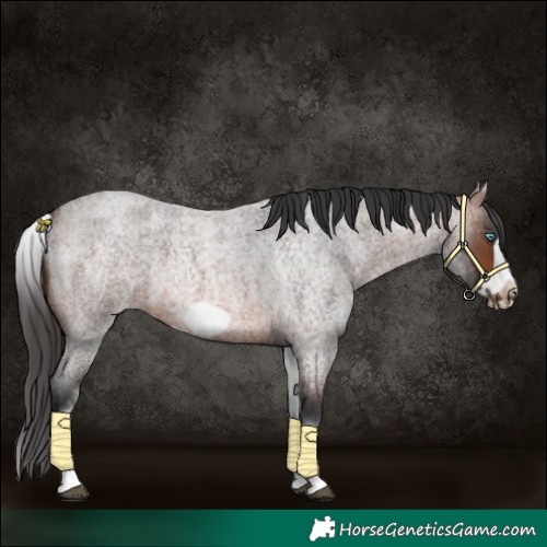Horse Color:White Spotted Brown Roan Frame 