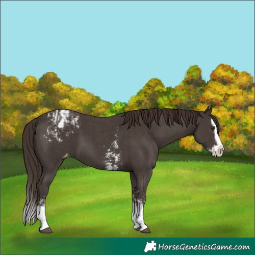 Horse Color:Liver Chestnut Sabino Splash Appaloosa  and Liver Chestnut Sabino Splash Appaloosa 