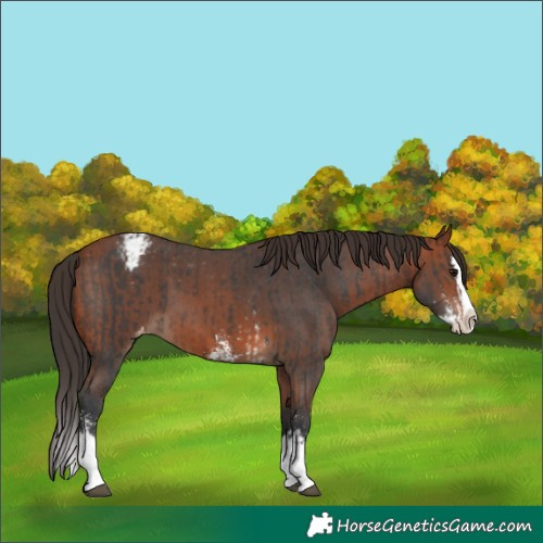 Horse Color:Brown Sabino Splash Appaloosa  and Bay Sabino Splash Appaloosa 