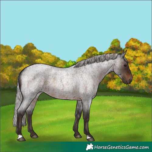 Horse Color:Silver Brown Roan Rabicano 