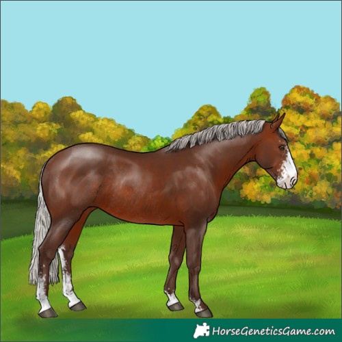 Horse Color:Silver Brown Sabino Rabicano 