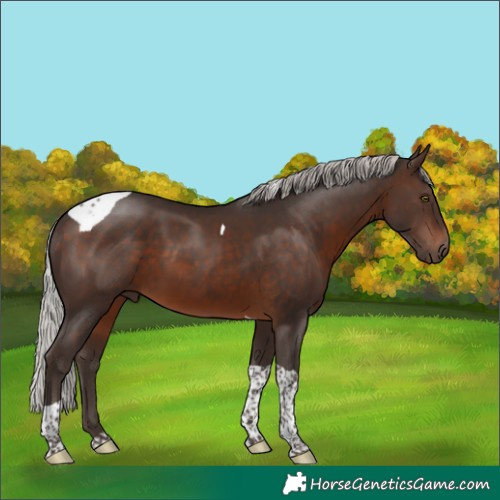 Horse Color:Silver Brown Tobiano 