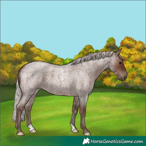 Horse Color:Silver Blue Roan 