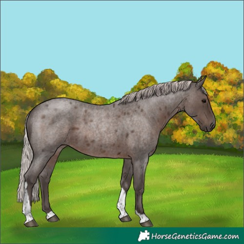 Horse Color:Silver Blue Roan Tobiano Rabicano 