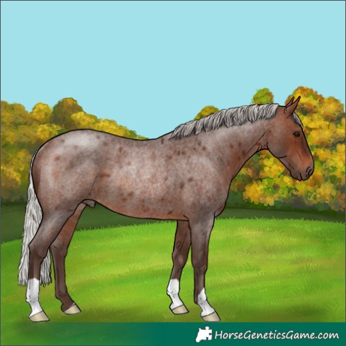 Horse Color:Silver Brown Roan Rabicano 