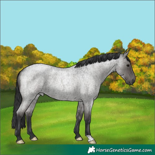 Horse Color:Blue Roan Rabicano 