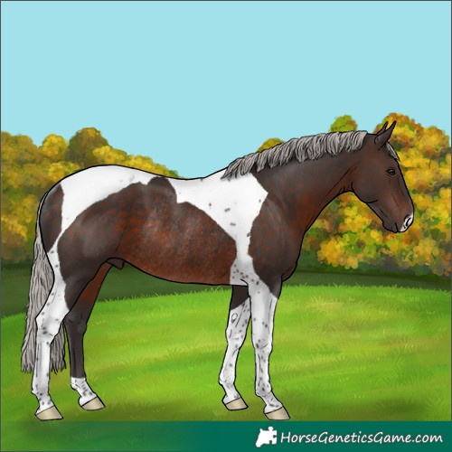 Horse Color:Silver Brown Tobiano Rabicano 