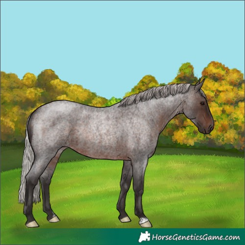 Horse Color:Silver Brown Roan Rabicano 