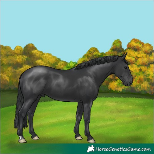 Horse Color:Black 