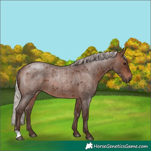 Horse Color:Silver Brown Roan Rabicano 