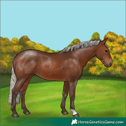 Horse Color:Silver Brown 
