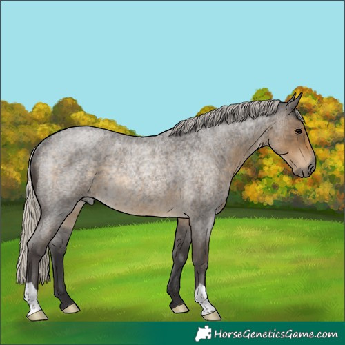 Horse Color:Silver Smoky Blue Roan Rabicano 